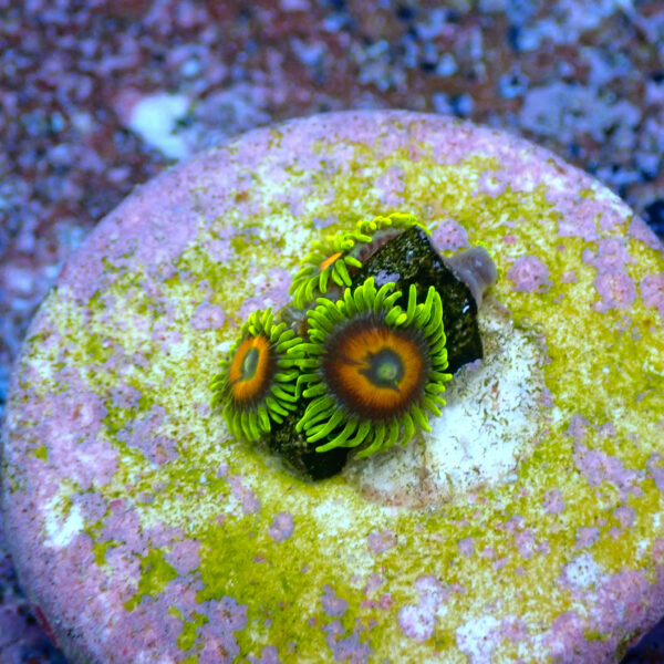 TC Zoanthus Super Sunflower - Imagen 2