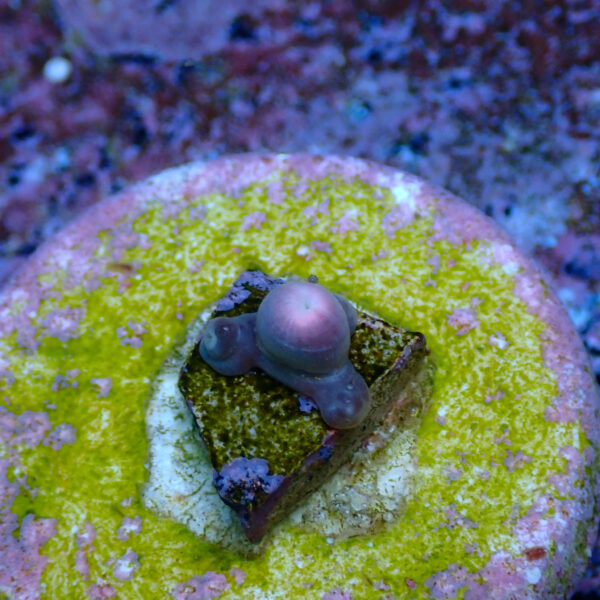 TC Zoanthus Super Sunflower - Imagen 2