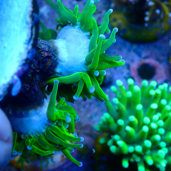 TC Euphyllia glabrecens Toxic Green 2 cabezas - Imagen 3