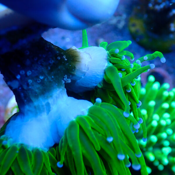 TC Euphyllia glabrecens Toxic Green 2 cabezas - Imagen 3