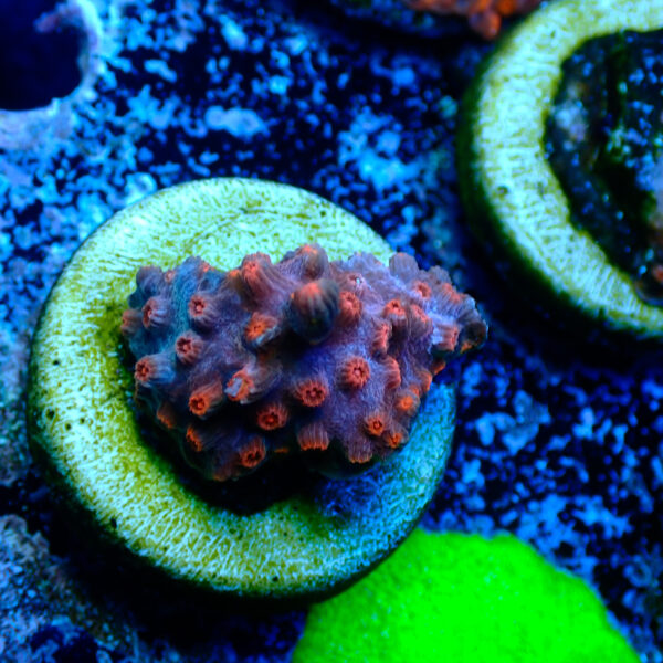 TC Cyphastrea decaida Red Brick - Imagen 2