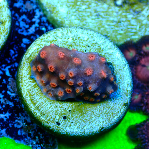 TC Cyphastrea decaida Red Brick - Imagen 2