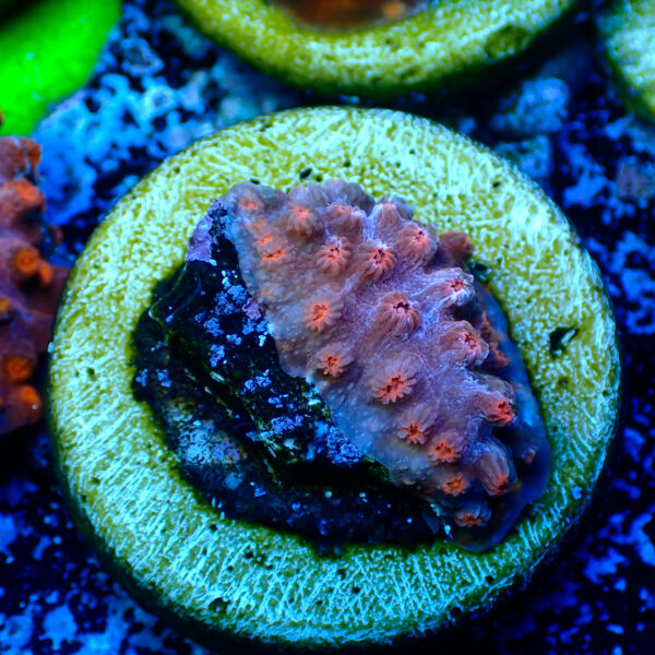 TC Cyphastrea decaida Red Brick - Imagen 2