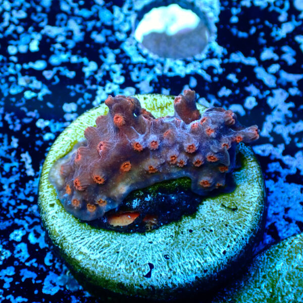 TC Zoanthus Cyphastrea decaida Red Brick - Imagen 2