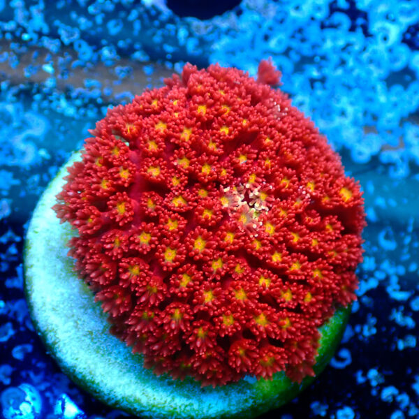 TC Goniopora Stuchburyi Iron Man - Imagen 2