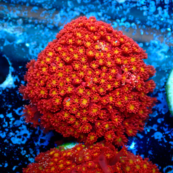 TC Goniopora Stuchburyi Iron Man Mini Colonia - Imagen 2