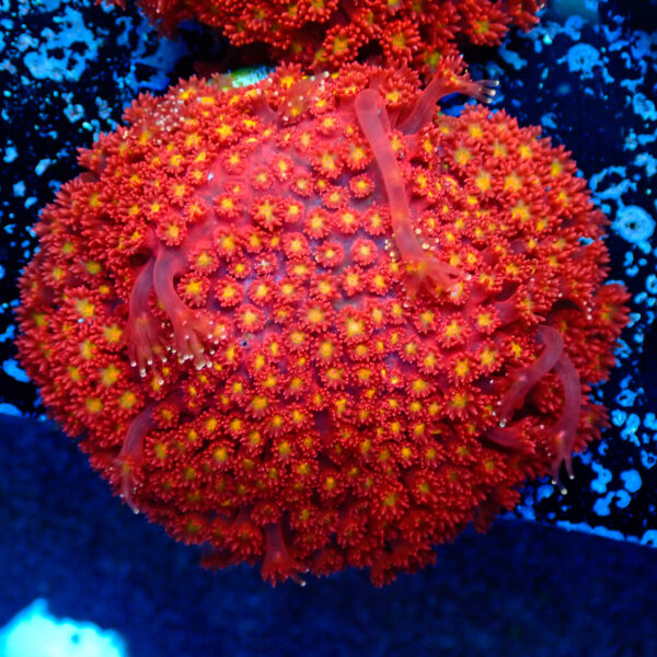 TC Goniopora Stuchburyi Iron Man Colonia - Imagen 2