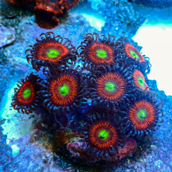 TC Zoanthus Everlasting Gobstoppers - Imagen 2