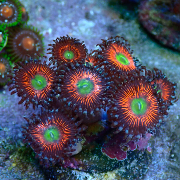 TC Zoanthus Everlasting Gobstoppers - Imagen 2