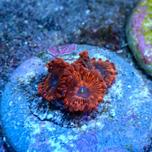 TC Zoanthus X Men - Imagen 2