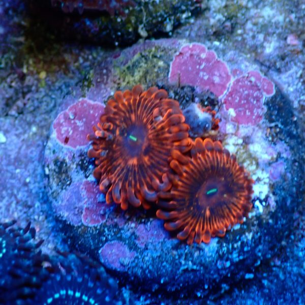 TC Zoanthus X Men - Imagen 2
