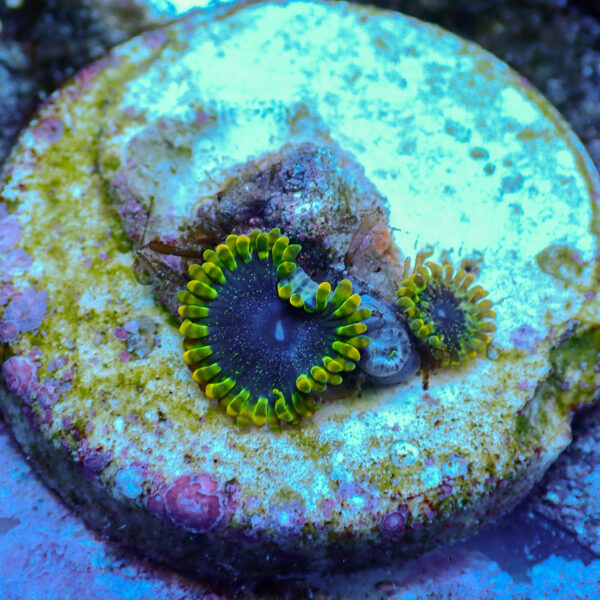 TC Zoanthus Tantrum - Imagen 2