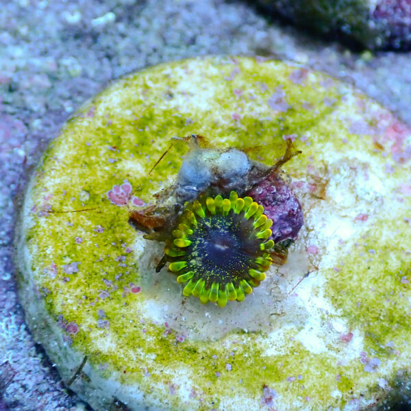 TC Zoanthus Tantrum - Imagen 2