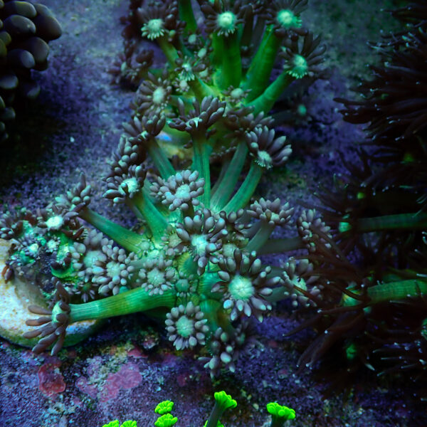 TC Goniopora Iceman - Imagen 2