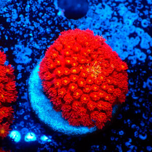 TC Goniopora Stuchburyi Iron Man