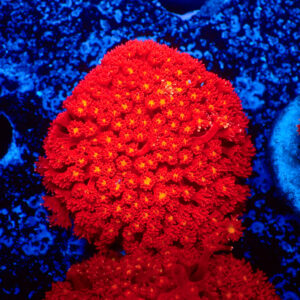 TC Goniopora Stuchburyi Iron Man Mini Colonia