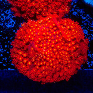 TC Goniopora Stuchburyi Iron Man Colonia