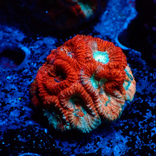 TC Favia Mass Destruction Mini colonia