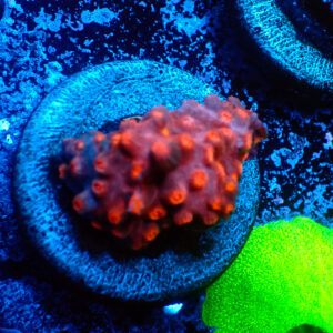 TC Cyphastrea decaida Red Brick