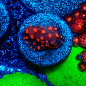 TC Cyphastrea decaida Red Brick