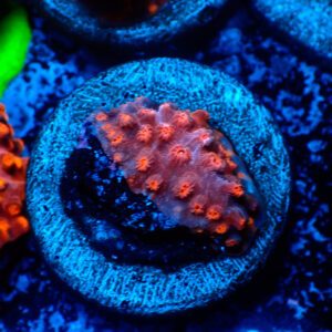 TC Cyphastrea decaida Red Brick