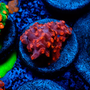 TC Cyphastrea decaida Red Brick