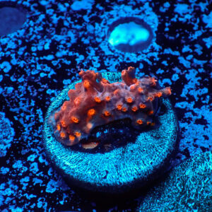 TC Zoanthus Cyphastrea decaida Red Brick