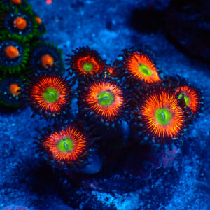 TC Zoanthus Everlasting Gobstoppers