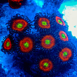 TC Zoanthus Everlasting Gobstoppers
