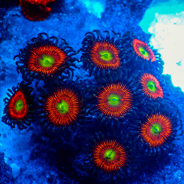TC Zoanthus Everlasting Gobstoppers