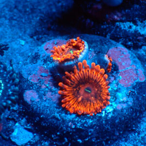 TC Zoanthus X Men