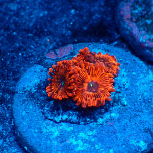 TC Zoanthus X Men