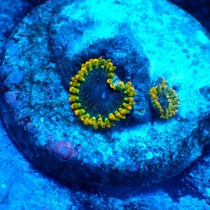 TC Zoanthus Tantrum