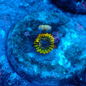 TC Zoanthus Tantrum