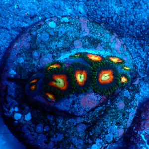 TC Zoanthus Dragon Ball Z