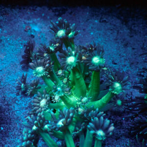 TC Goniopora Iceman