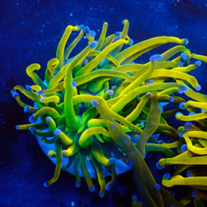 TC Euphyllia glabrecens Rapunzel