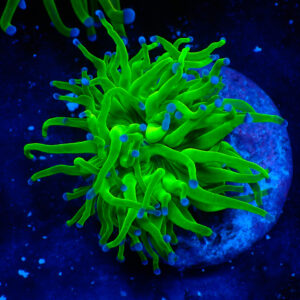 TC Euphyllia glabrecens Toxic Green