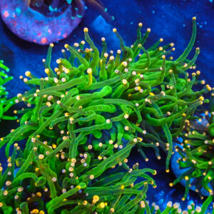 TC Euphyllia glabrecens Peach Tips Doble Cabeza