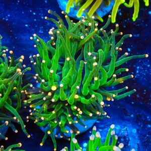 Euphyllia glabrecens Peach Tips 2 cabezas