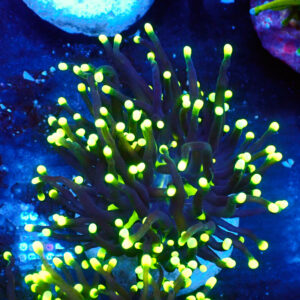 TC Euphyllia glabrecens Rastas