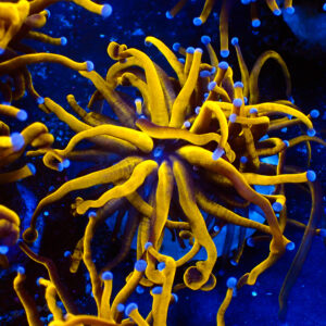 TC Euphyllia Glabrecens 24K Master Grade