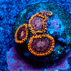 TC Zoanthus Koala Eye