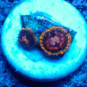 TC Zoanthus Koala Eye