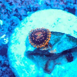 TC Zoanthus Koala Eye