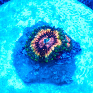 TC Zoanthus Mardi Gras Jewels