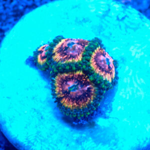 TC Zoanthus Mardi Gras Jewels