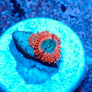 TC Zoanthus Utter Peace