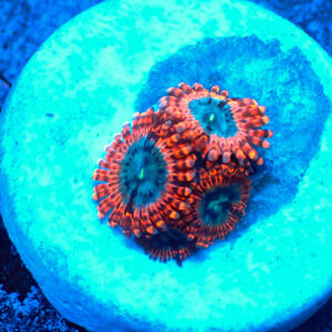 TC Zoanthus Utter Peace