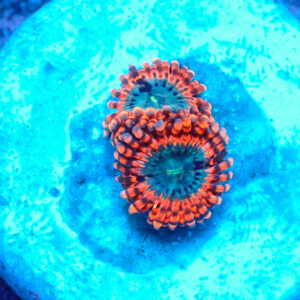 TC Zoanthus Utter Peace